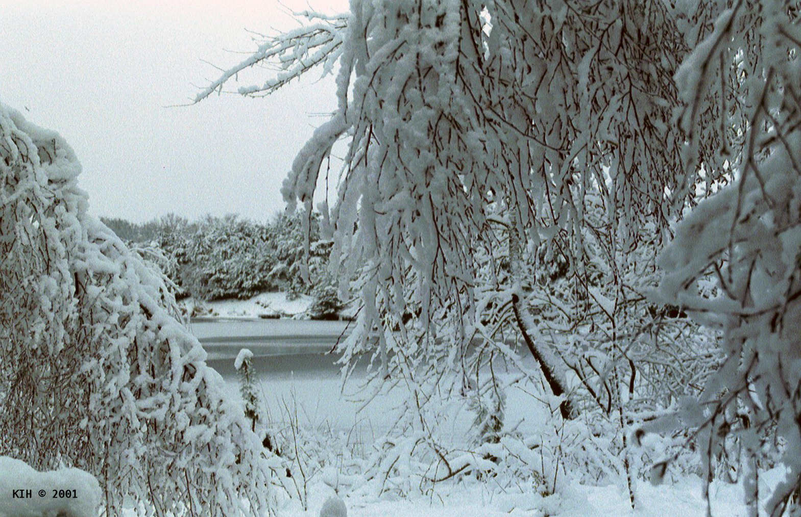 Frost on trees and lake [NL 2001]   KIH